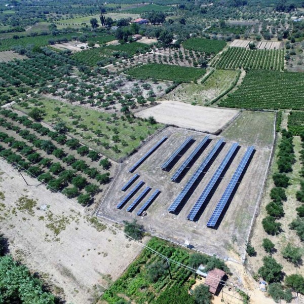 Ελαιώνας Πύργος Ηλεία